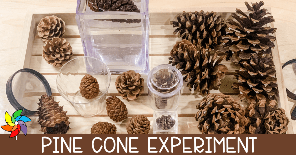 Pine Cone Science Experiment