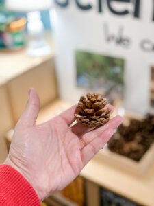 Pine Cone Science Experiment