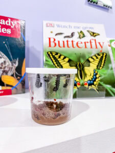 hands-on insect activities - bug jars with chrysalis hanging from lid