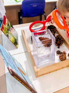 Pinecone investigation tray with magnifying tools and winter nature materials for preschool science exploration.